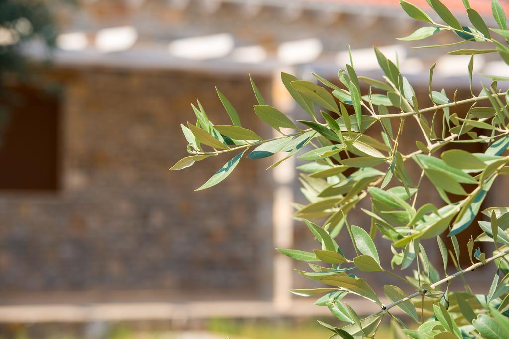 Olive Land Villas Limenaria  Pokój zdjęcie