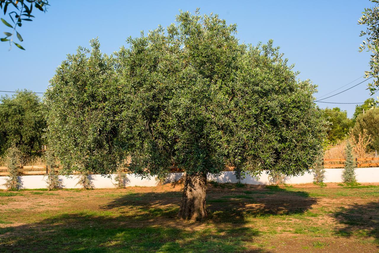 Olive Land Villas Limenaria  Zewnętrze zdjęcie